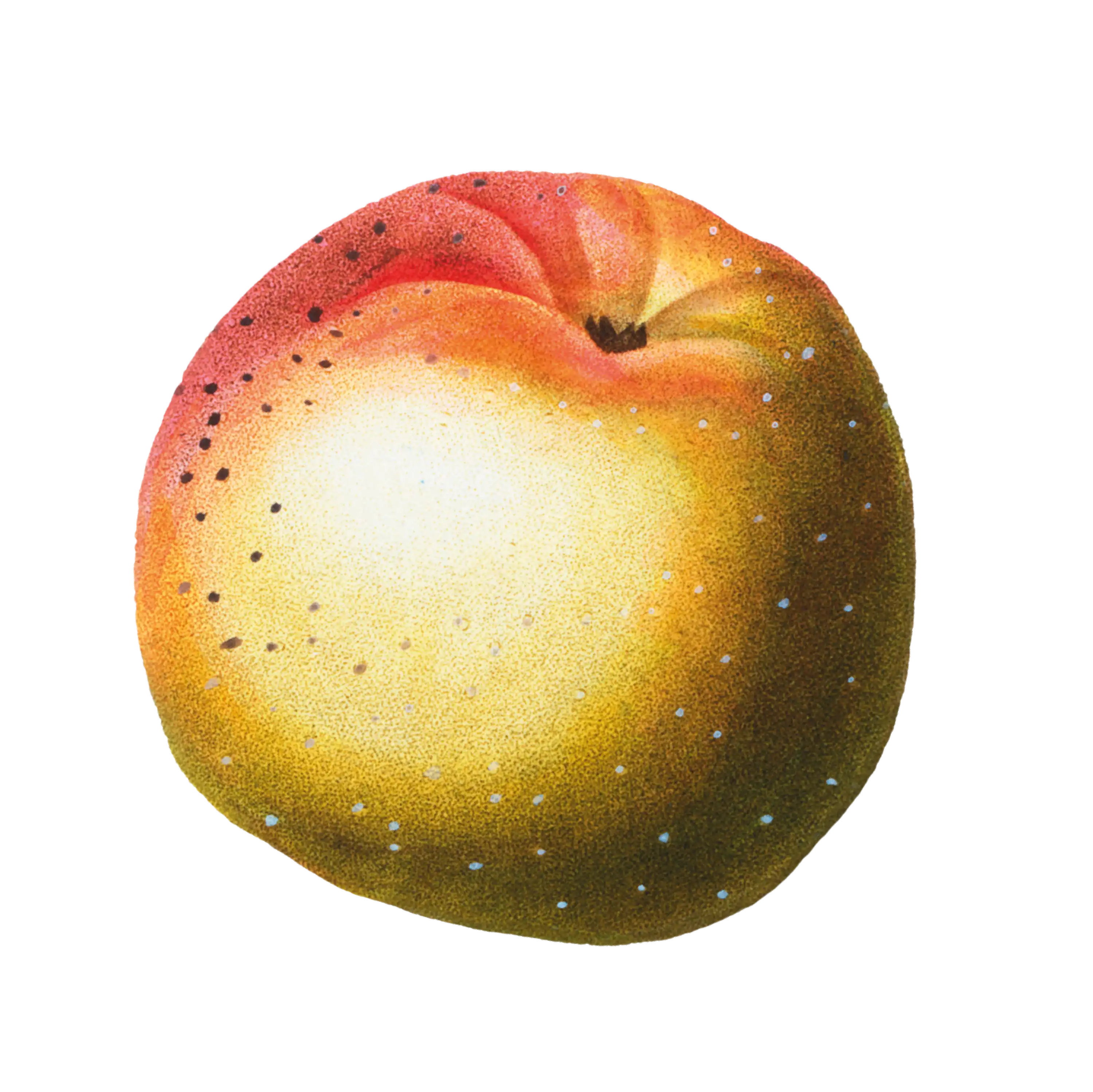 HTC_Heritage Library_An Apple A Day 04Element 5.webp